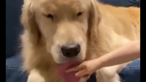 CARING for Dogs