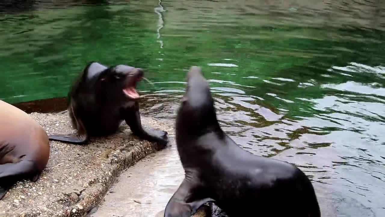 Seal Mammal Fight Animal Conflict Water