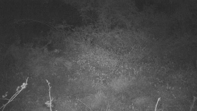 Funny Doe Spots Camera and Hits Reverse