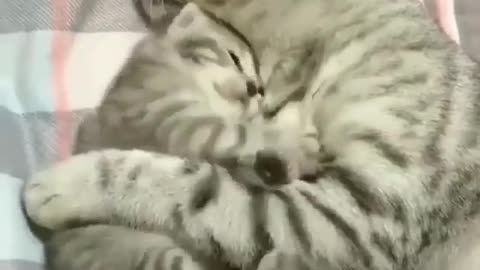 MOM LOVE CAT