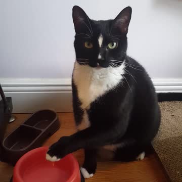 Hungry kitten asks politely for some food