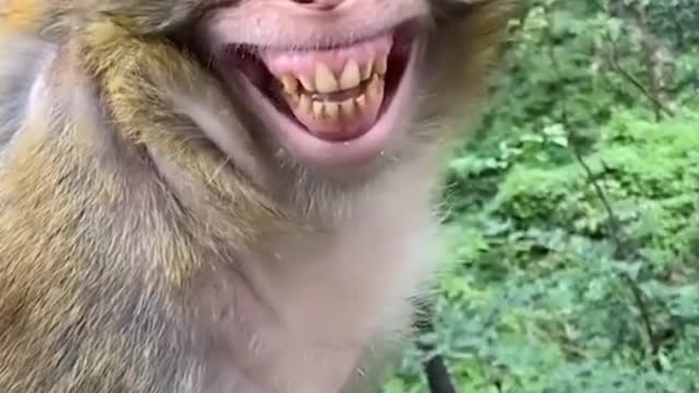 Monkey funny video|| funniest monkey 🐒