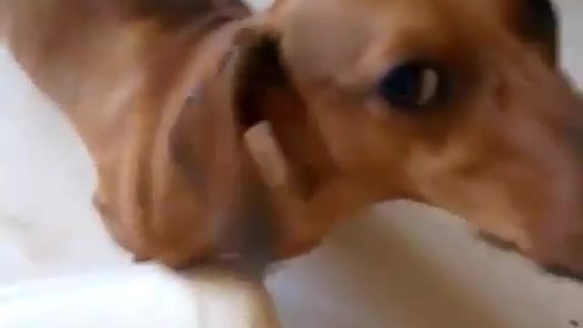 dog in fun very funny