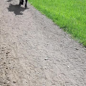 Horse Ride Banff Alberta Canada