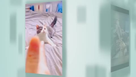 Funny animals