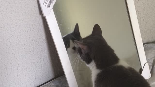 My cat seeing itself in the mirror