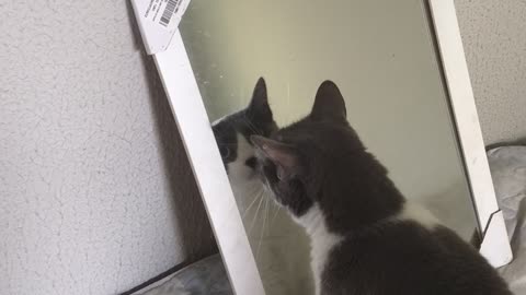 My cat seeing itself in the mirror