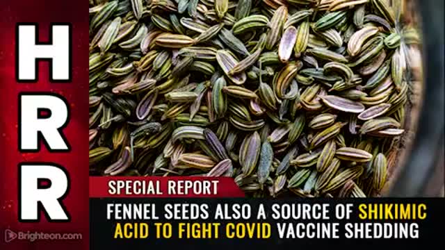 HHR - Special Report: FENNEL SEEDS also a source of shikimic acid to fight covid vaccine shedding