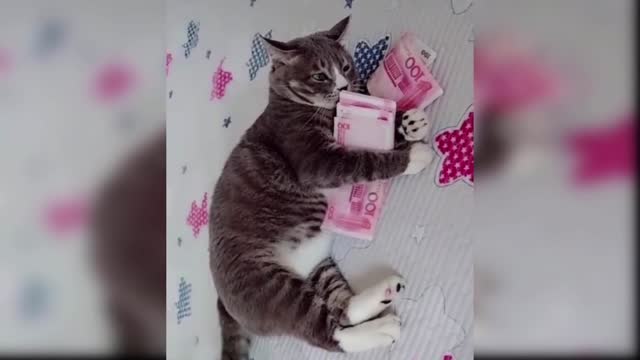Kittens that will make you laugh all day