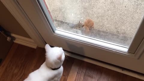 It would be funny to be a Cat
