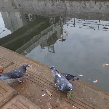 Dưới nước rùa đòi ăn. Trên bờ chim đòi ăn.