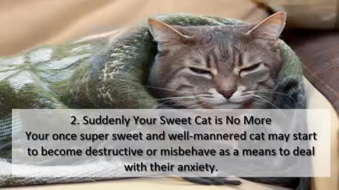 7 Different Ways to Know if your Cat has Anxiety!