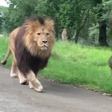 Lion walks on street Like a Boss