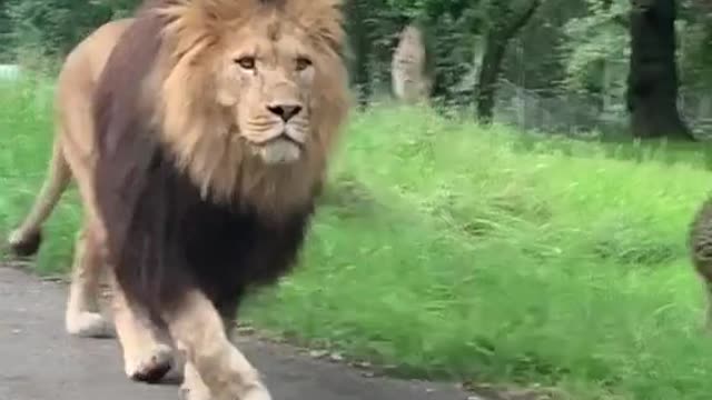 Lion walks on street Like a Boss