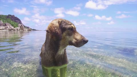 the dog is standing in the water and does not want to go out