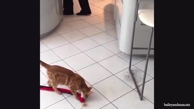Funniest Cats Videos that Will Brighten Up Your Day!