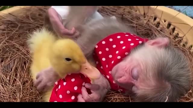 monkey and duck