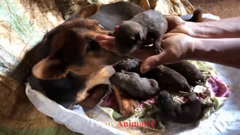 Funny dog gave birth to puppies inside a hole_how to rescue