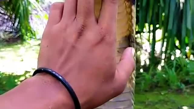 tips to tame the king cobra using only 1 finger!