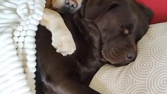 Cute Dog Cuddling