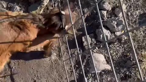 Goat Kid Rescued From Wire Fence