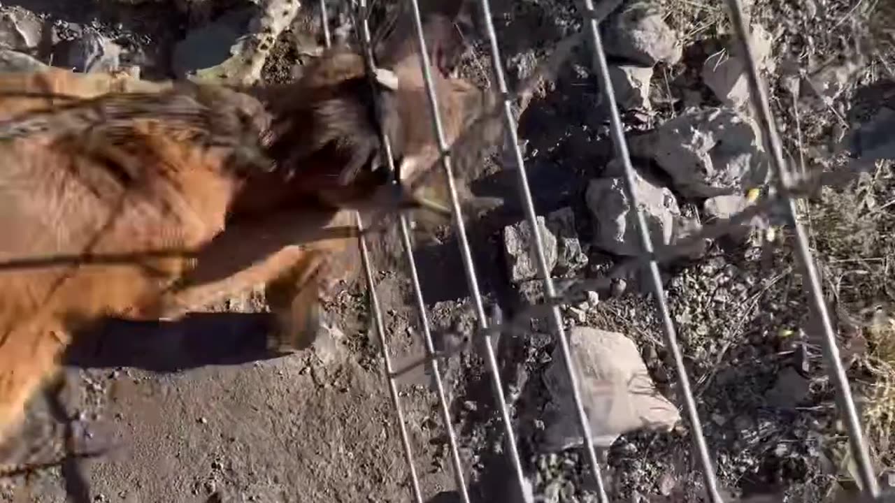 Goat Kid Rescued From Wire Fence