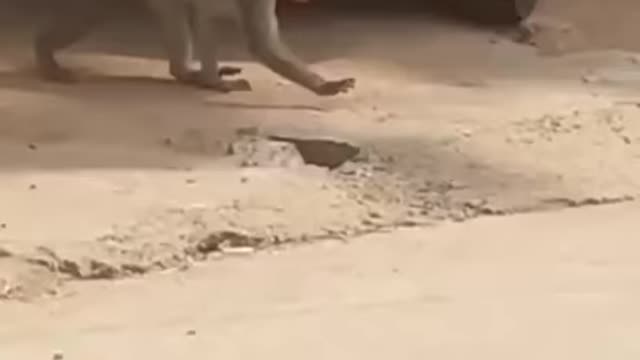 Super funny animals Video, that will make you Laugh out loud,