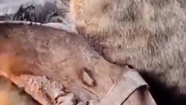 So funny cute ? dogs ?? and cats ?? part 3