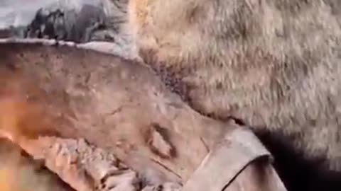 So funny cute ? dogs ?? and cats ?? part 3
