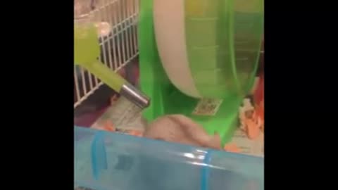 funny hamster videos new