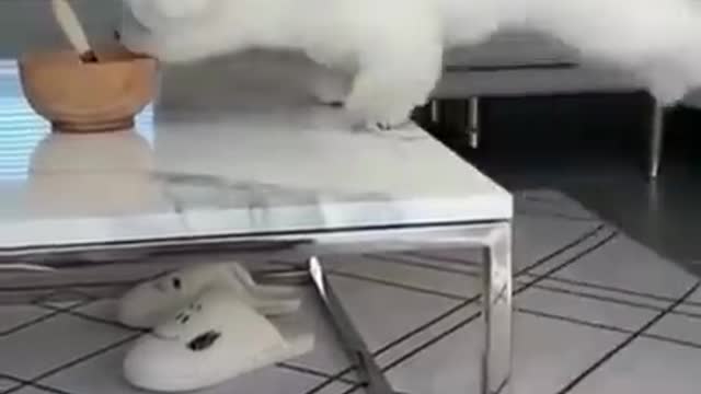 Best funny cats and dogs video😂😂