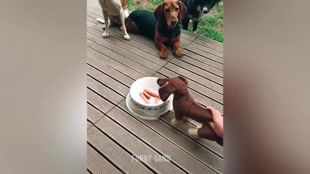 Funny dog moment reation to cutting of cake