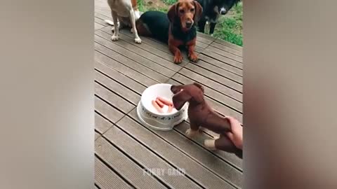 Funny dog moment reation to cutting of cake