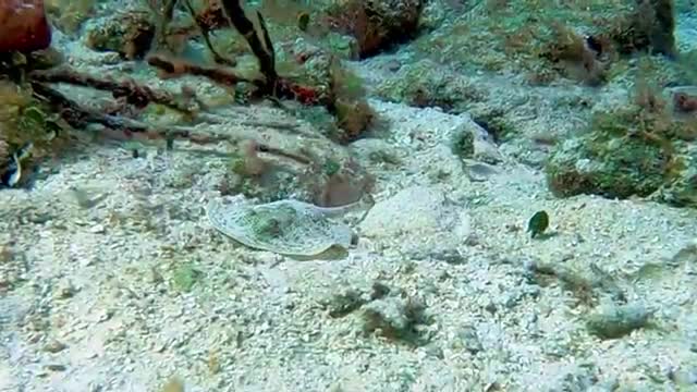 Footage_of_baby_stingray_eating_is_truly_remarkable(360p).mp4