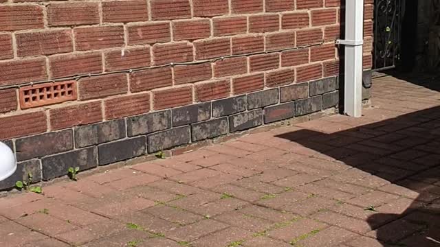 Boy dancing to the noise of a strimmer