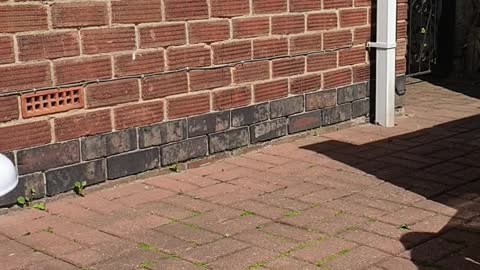 Boy dancing to the noise of a strimmer