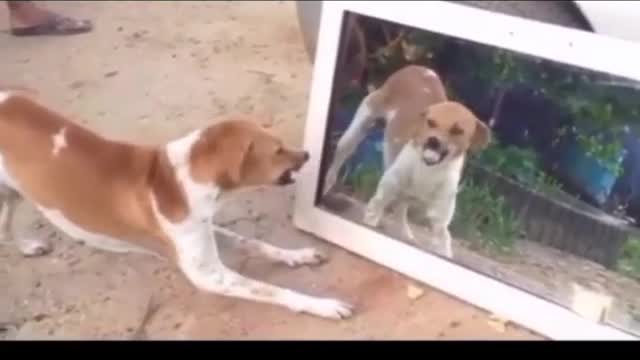 SO FUNNY😂😂 Super Dogs And Cats Reaction Videos ▶️1