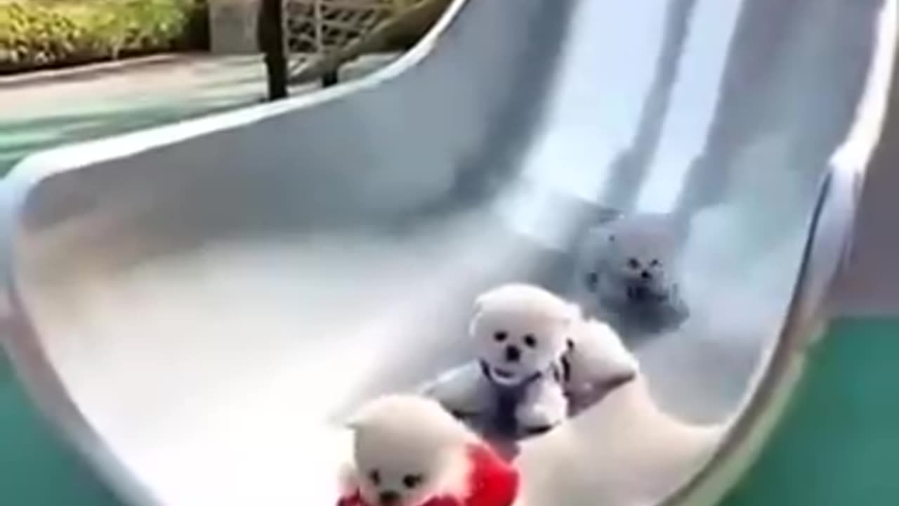 Fun and cute puppies