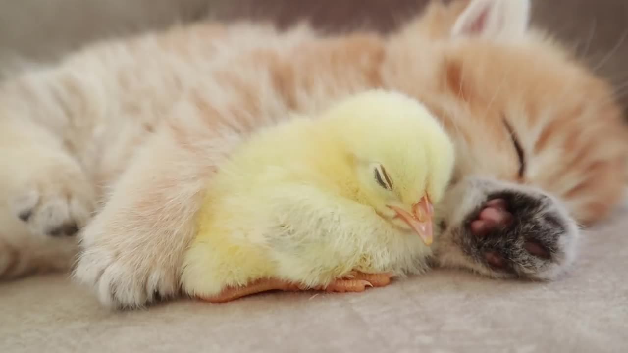 Fluffy orange meets with the yolk 🐥