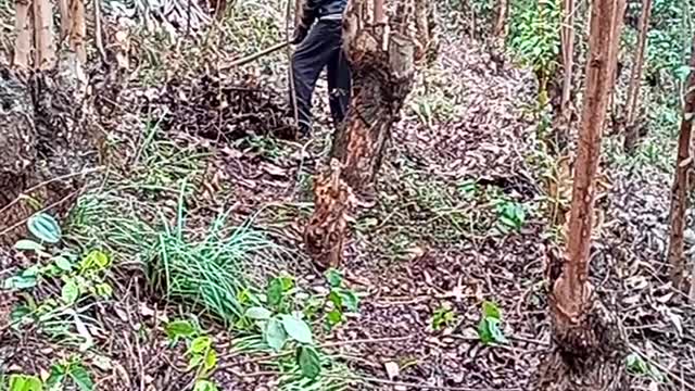 Preparing land for tree planting