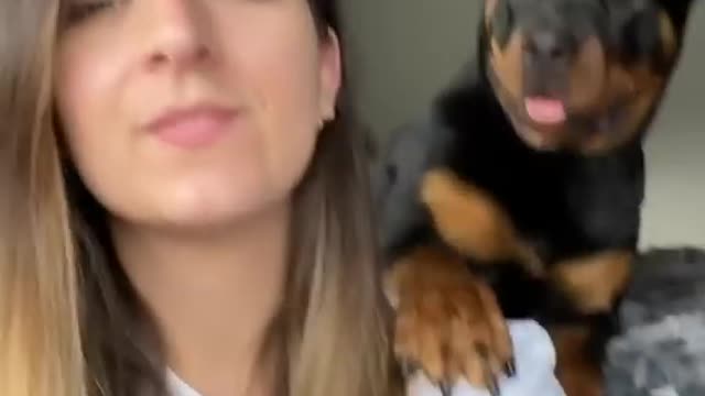 Cute rottweiler 😍😍kisses his mistress