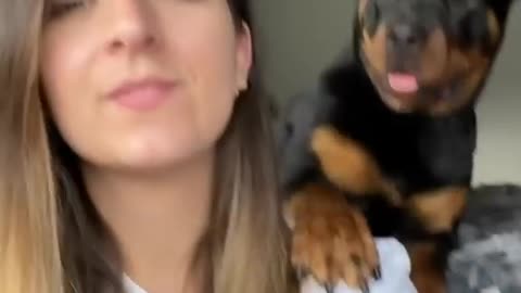 Cute rottweiler 😍😍kisses his mistress