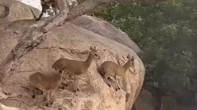 Brave Duiker Keep Their Cool While Wild Dogs Hunt Them