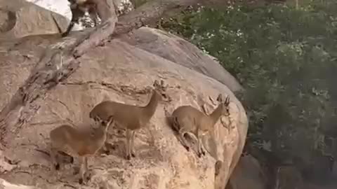 Brave Duiker Keep Their Cool While Wild Dogs Hunt Them