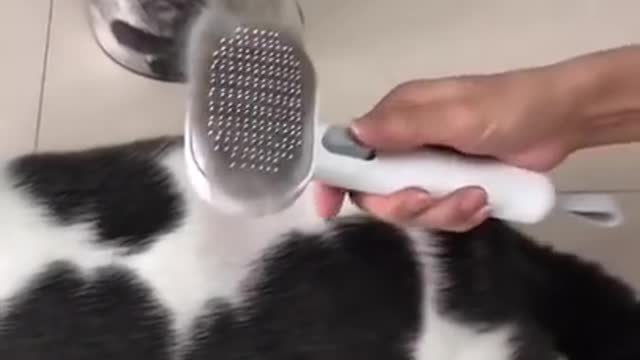 Brushing two gorgeous cats