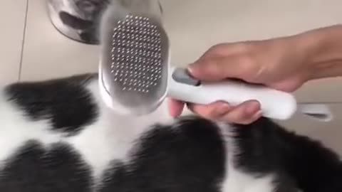 Brushing two gorgeous cats