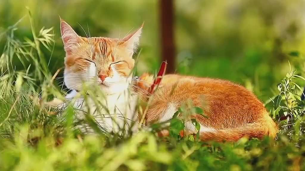 Happy Cat