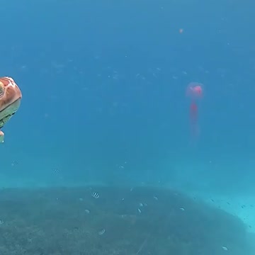 A sea turtle eats its meal of jellyfish