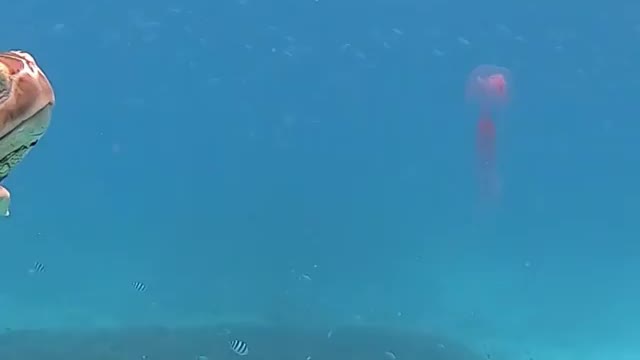 A sea turtle eats its meal of jellyfish