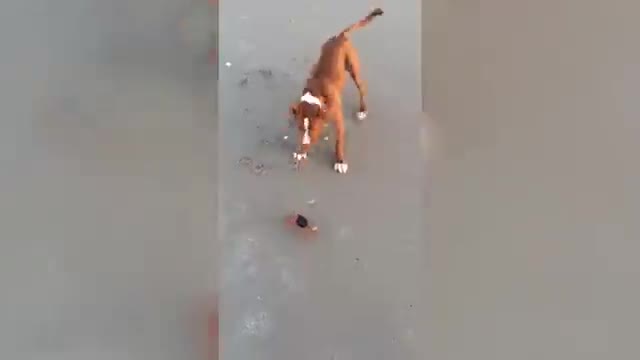 CRAB ATTACK!!